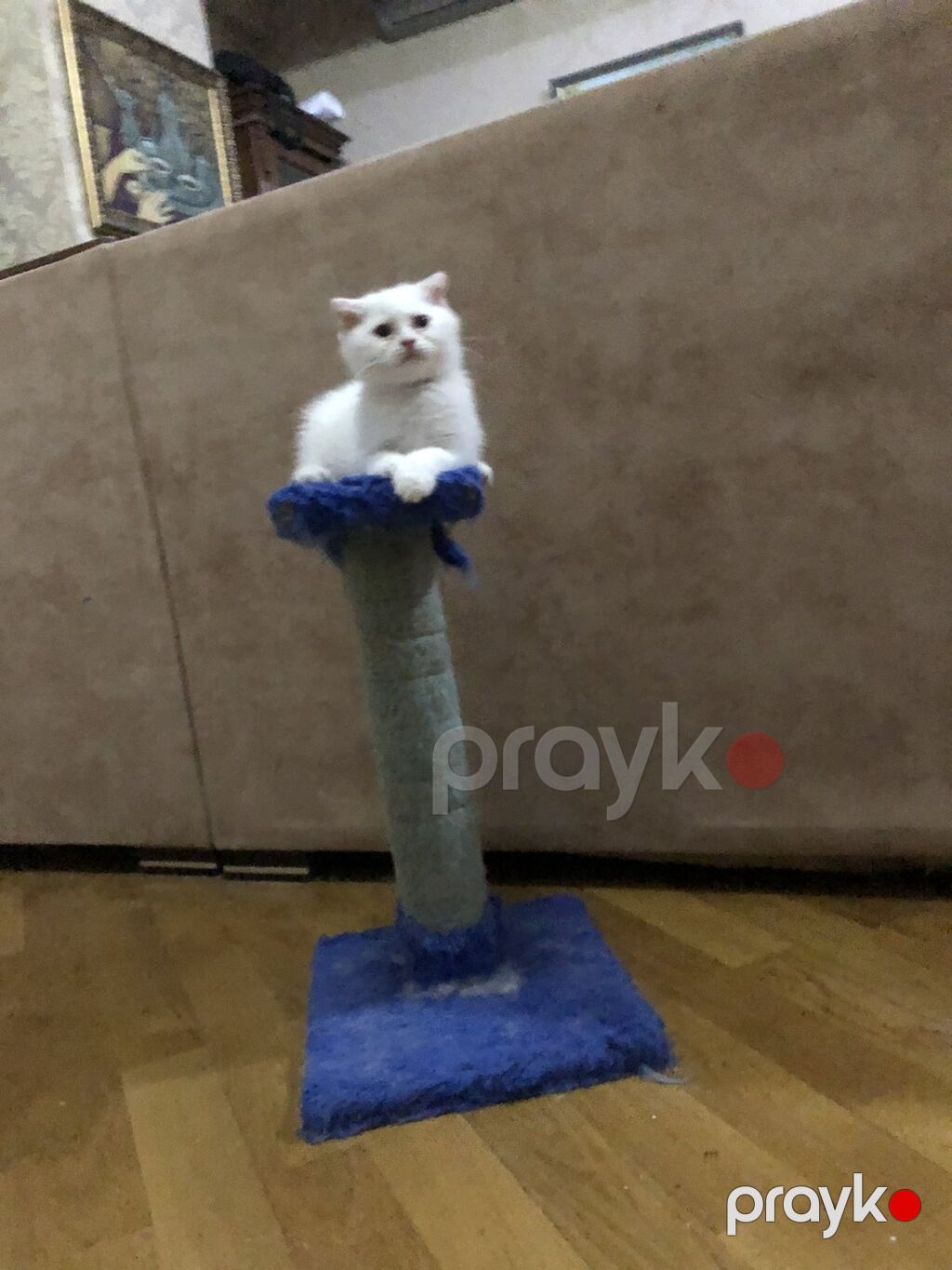 Şotland — Pişiklər, Bakı (10)