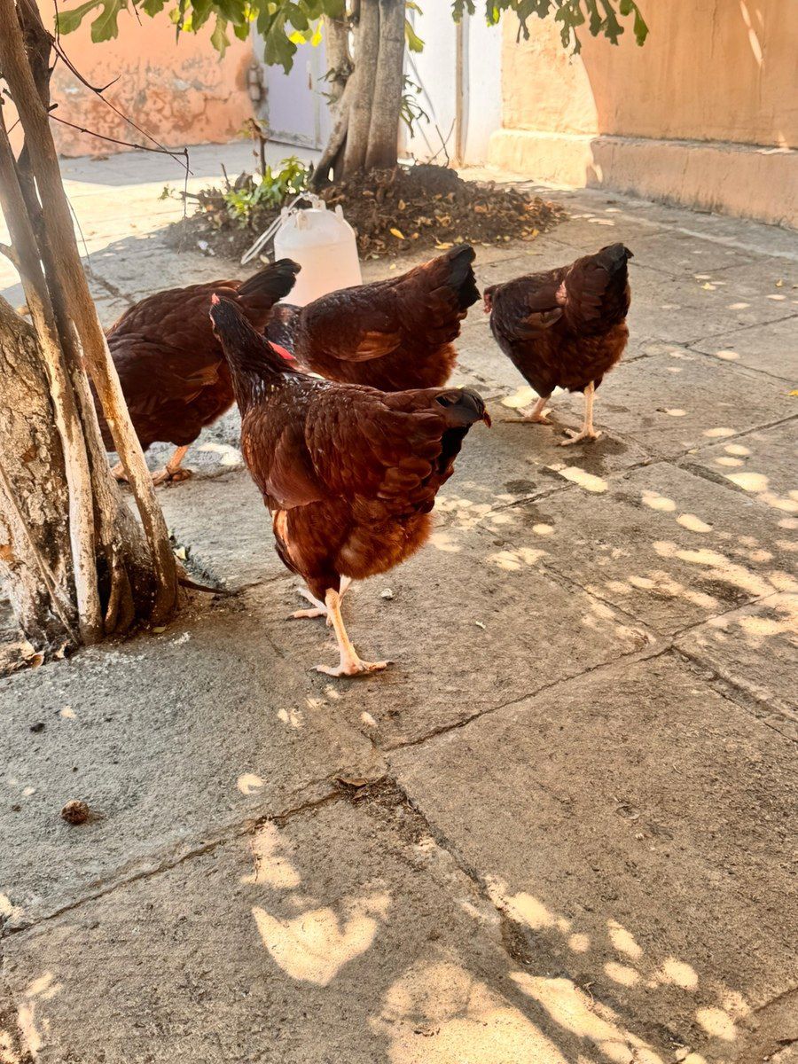 Rhode İsland Red toyuqları — Quşlar, Bakı (3)