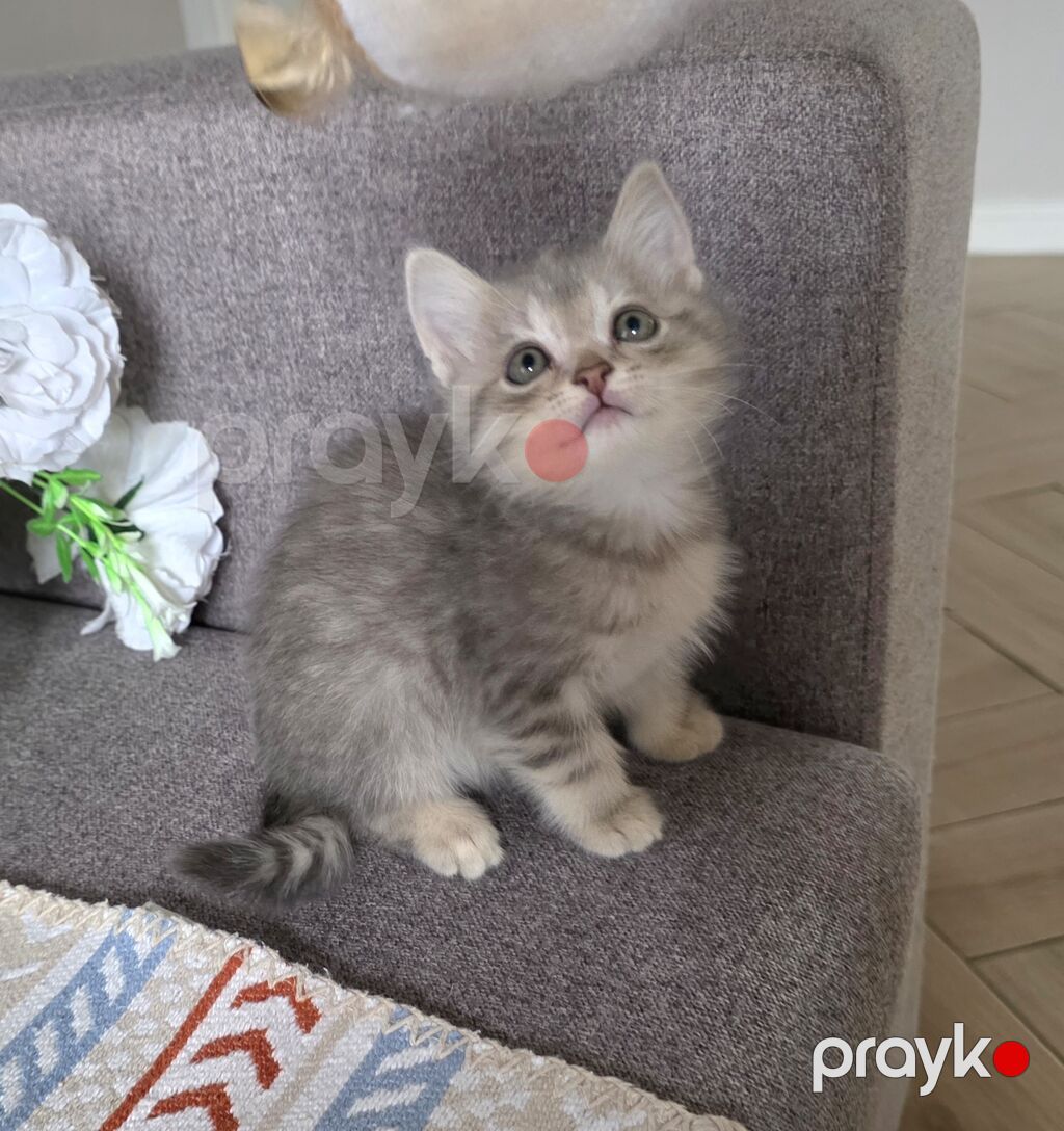 Britan, Dişi, Ünvandan götürmə, Pulsuz çatdırılma, Ödənişli çatdırılma — Pişiklər, Bakı (3)