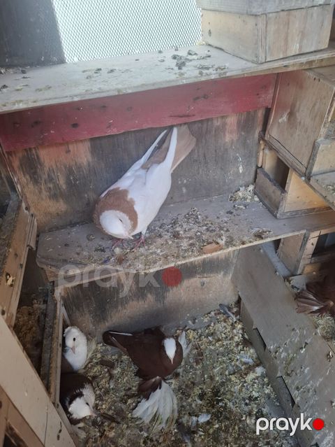 Cins göyərçinlər – dekorativ növ Məhsul təsviri: qizgin erkeydi desde — Digah