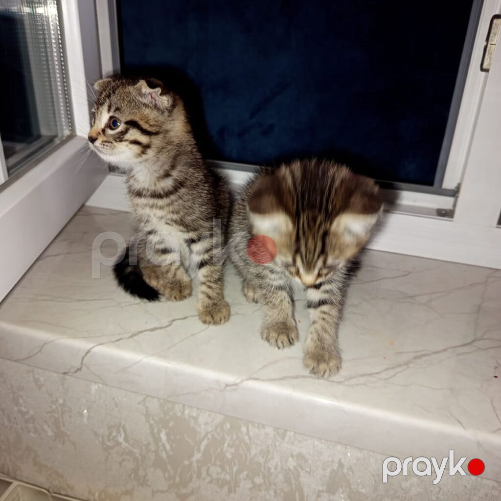 Tabbi — Pişiklər, Sumqayıt (7)