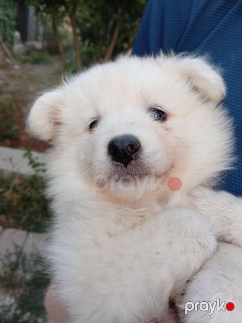 Samoyed, 2 ay, Sənədli — Bakı