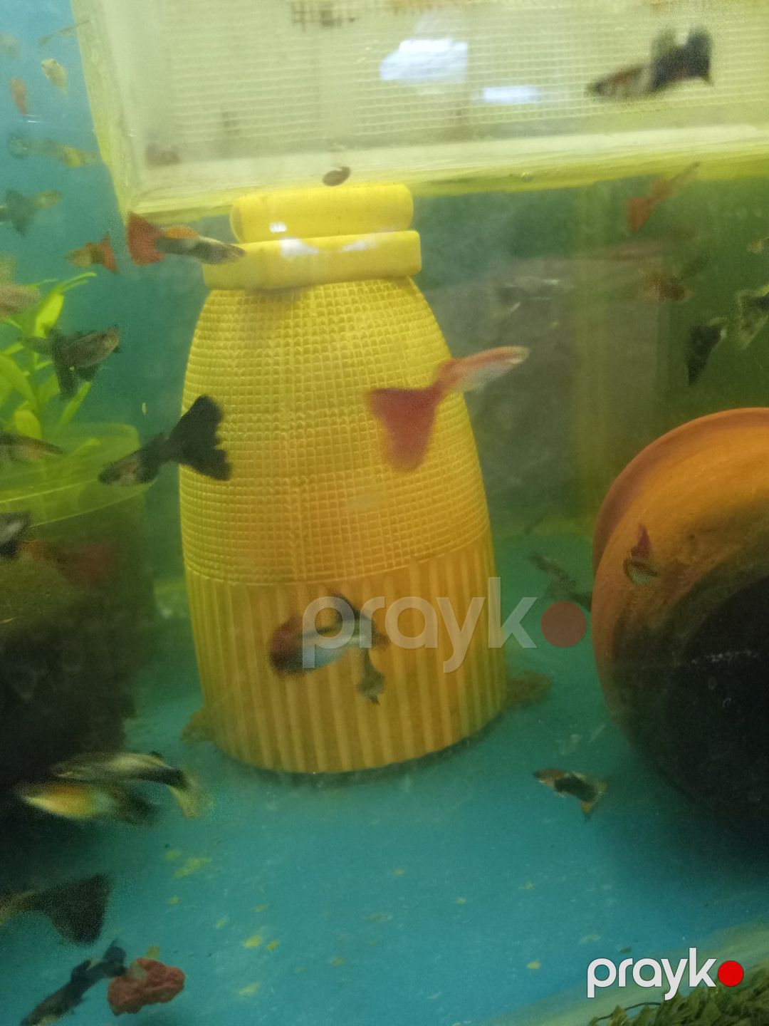 Quppi balığı — Akvariumlar və balıqlar, Bakı (5)
