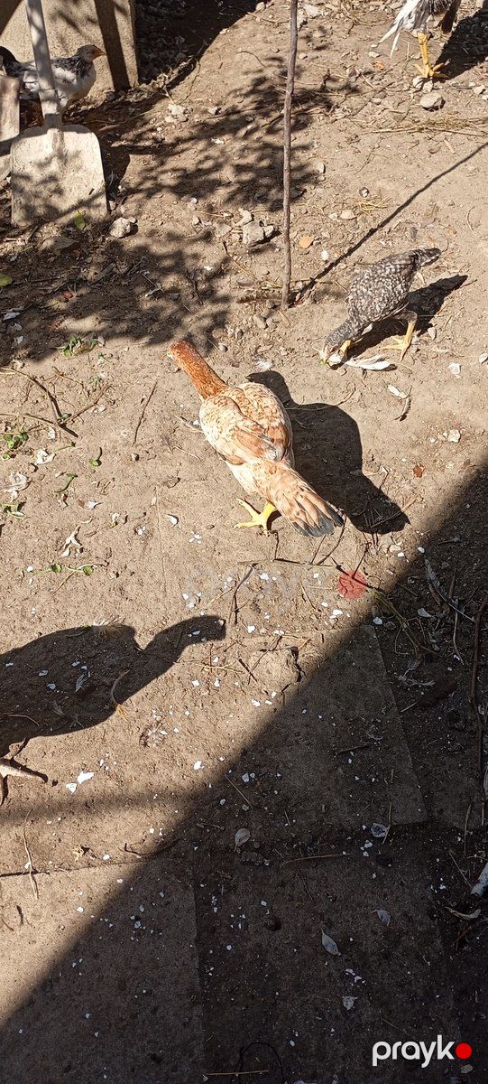 Heyratı fərə — Quşlar, Bakı (3)