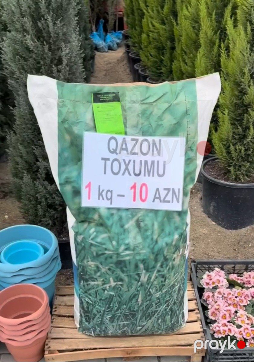 Qazon toxumu — Bitkilər, Bakı (5)