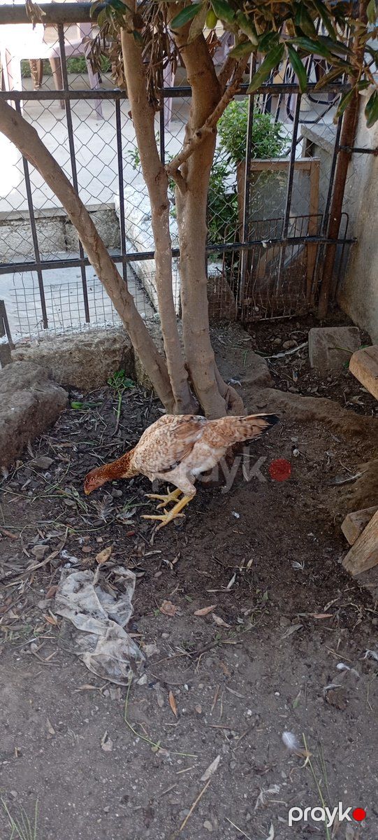 Heyratı fərə — Quşlar, Bakı (5)