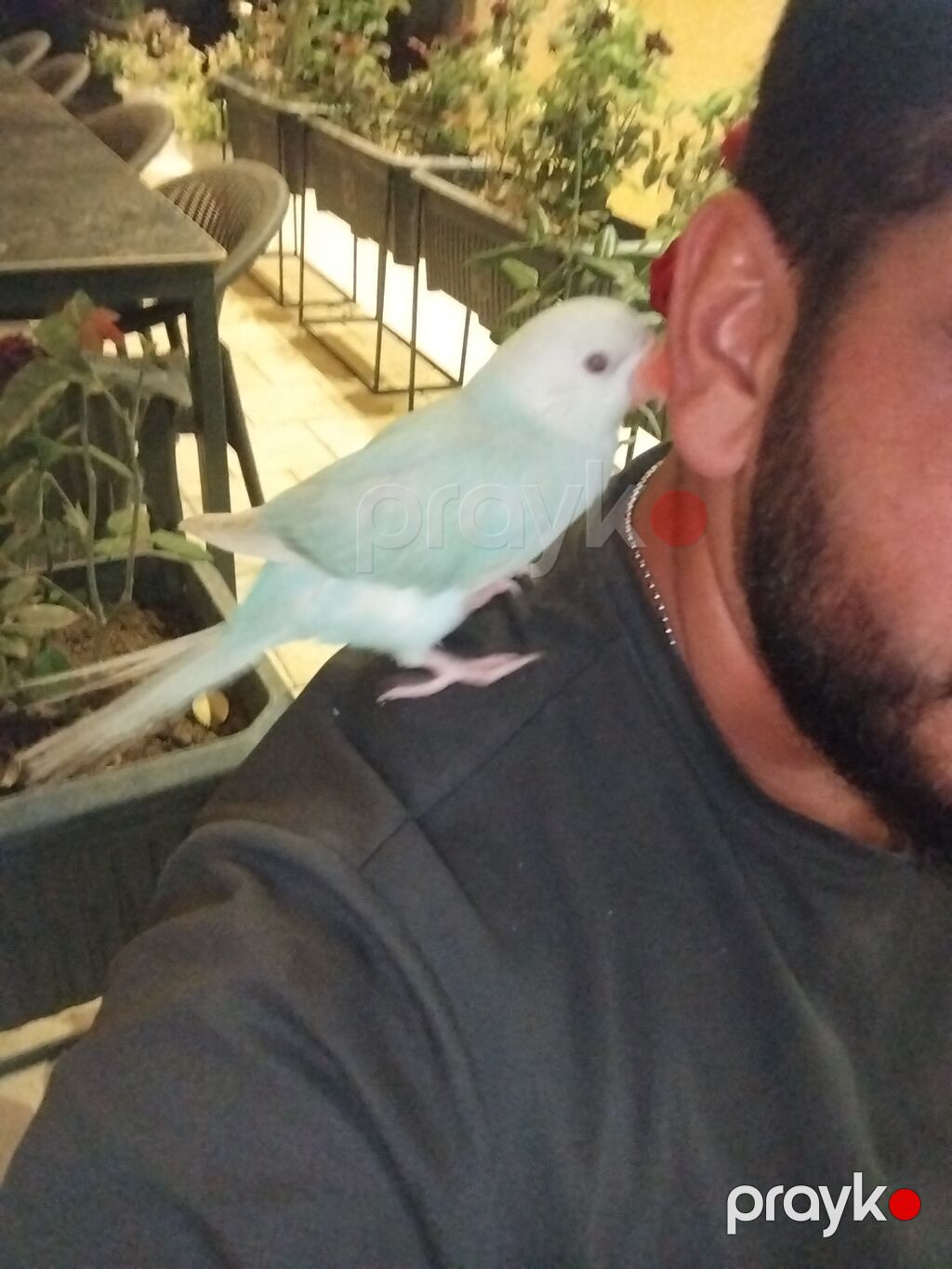 Arjella bala el ile beslenib yeme dusub tezece 2 ay yarimliqdi — Tutyun papağayı, Mingəçevir (3)