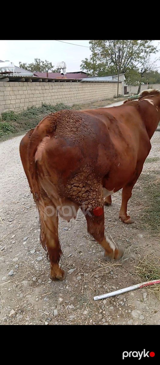 Simmental inək — Kənd təsərrüfatı heyvanları, Xaçmaz (5)