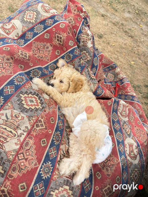 3 Aylıq Maltipoo Satılır Ölkə xaricinə köçdüyümüz üçün sevimli — Bakı