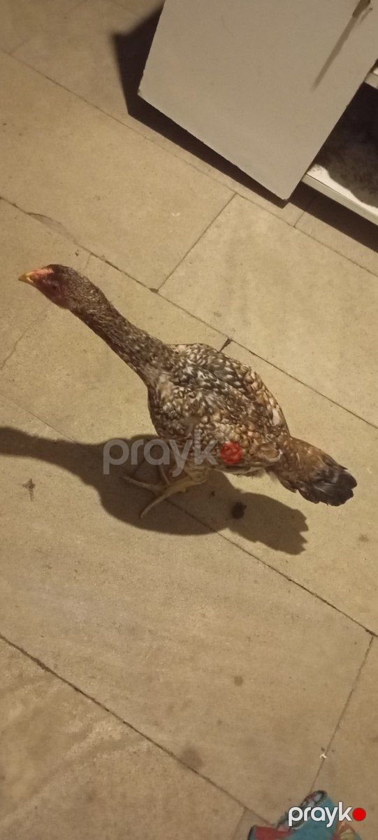 Heyratı fərə — Quşlar, Bakı (2)