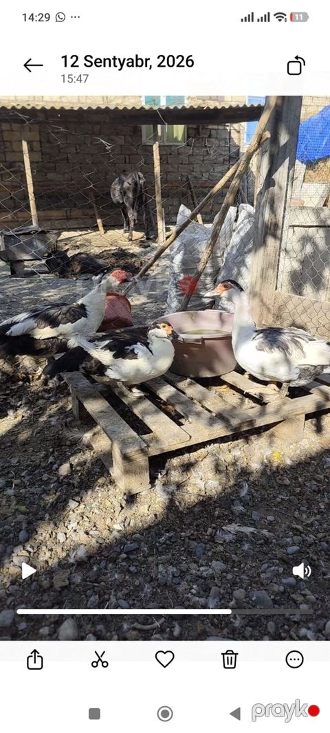 Erkək, Lal ördək, Damazlıq — İmişli