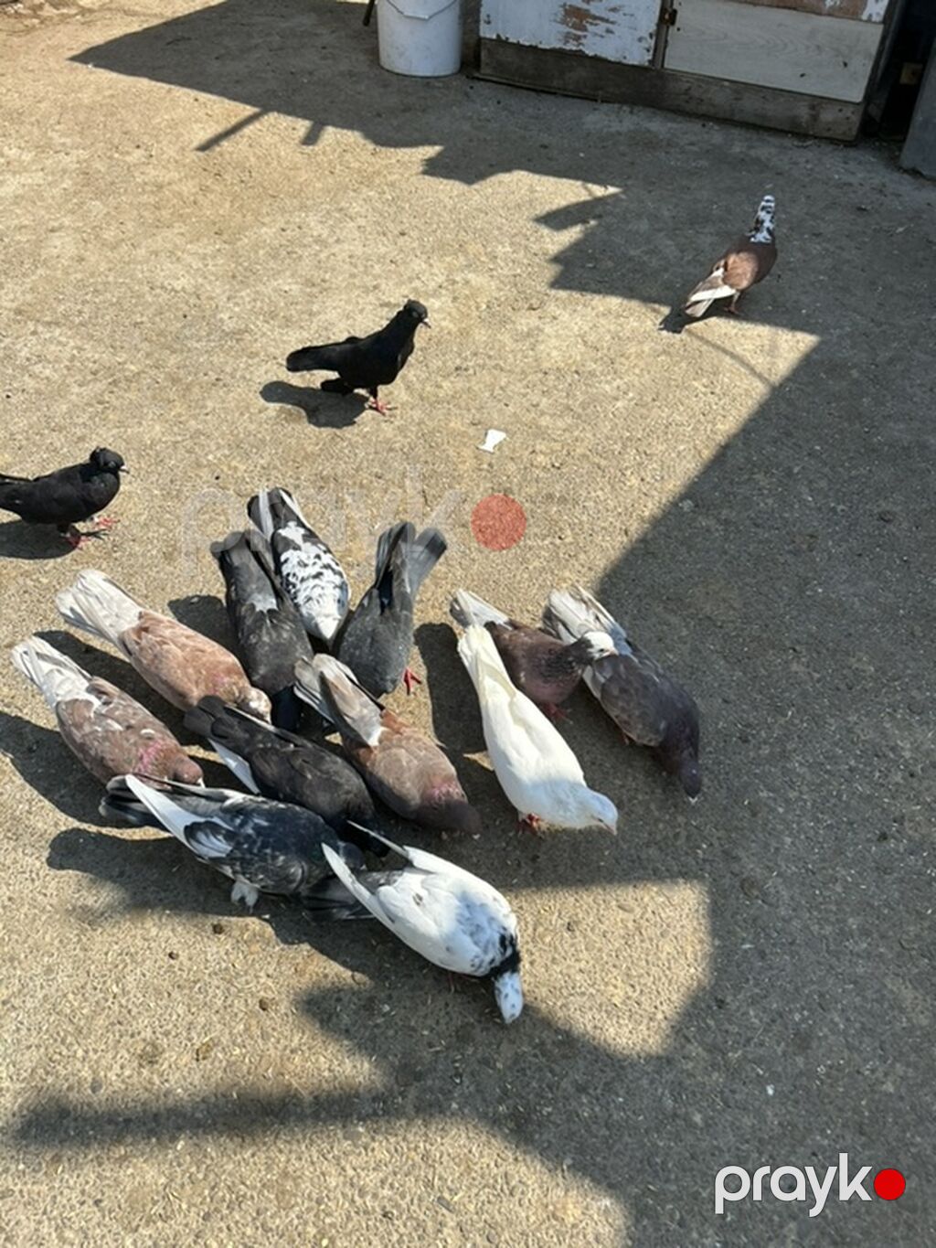 Salam 17 dene quwdu 2 manatdan hamsi saglam quwdardi — Göyərçin, Bakı (5)
