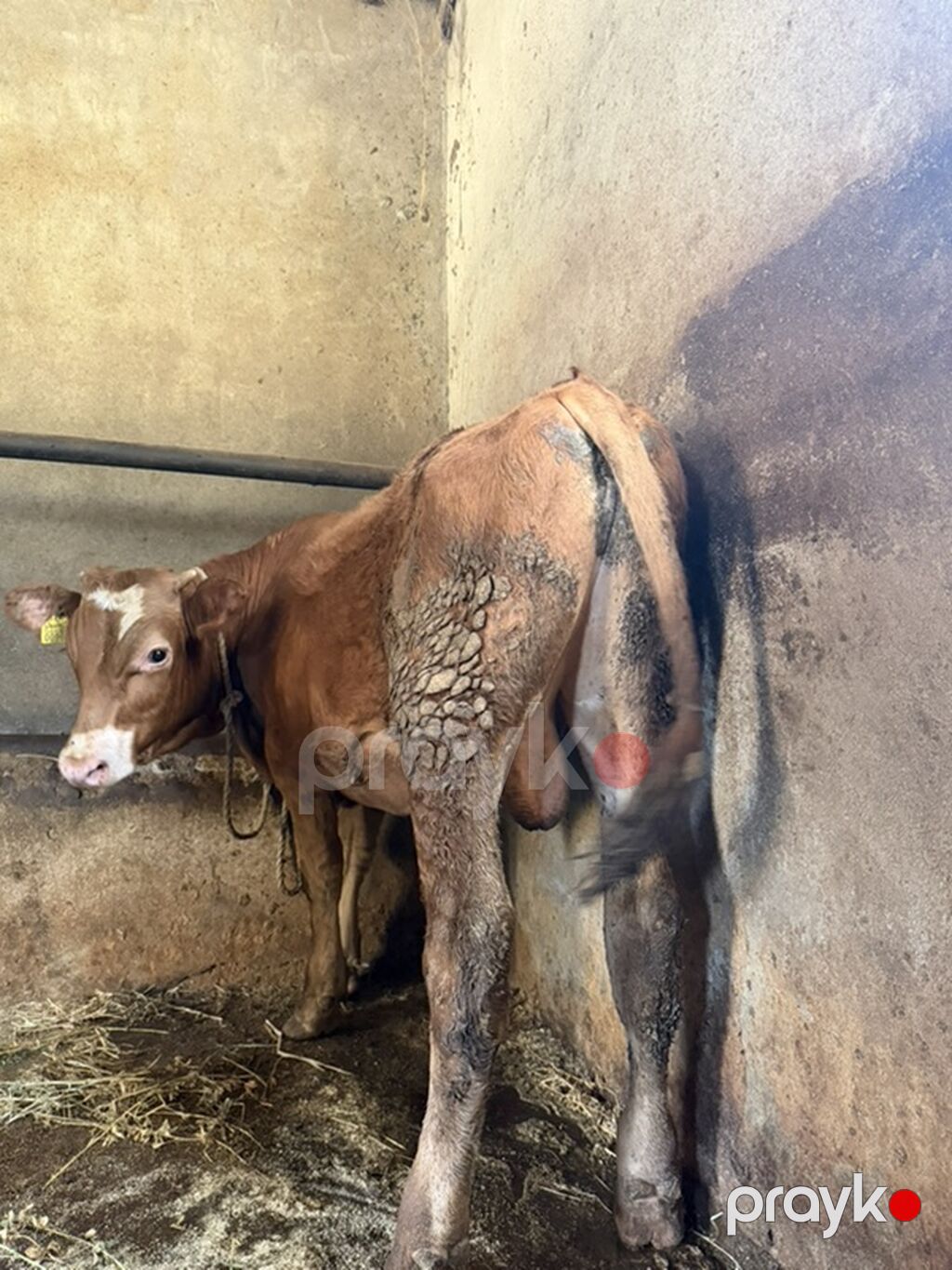Cins danadı erkəydi öz inəyimin balasıdı — Kənd təsərrüfatı heyvanları, Digah (2)