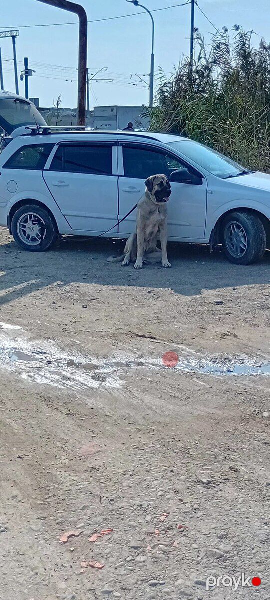 Çoban iti — Köpəklər, Bakı (2)