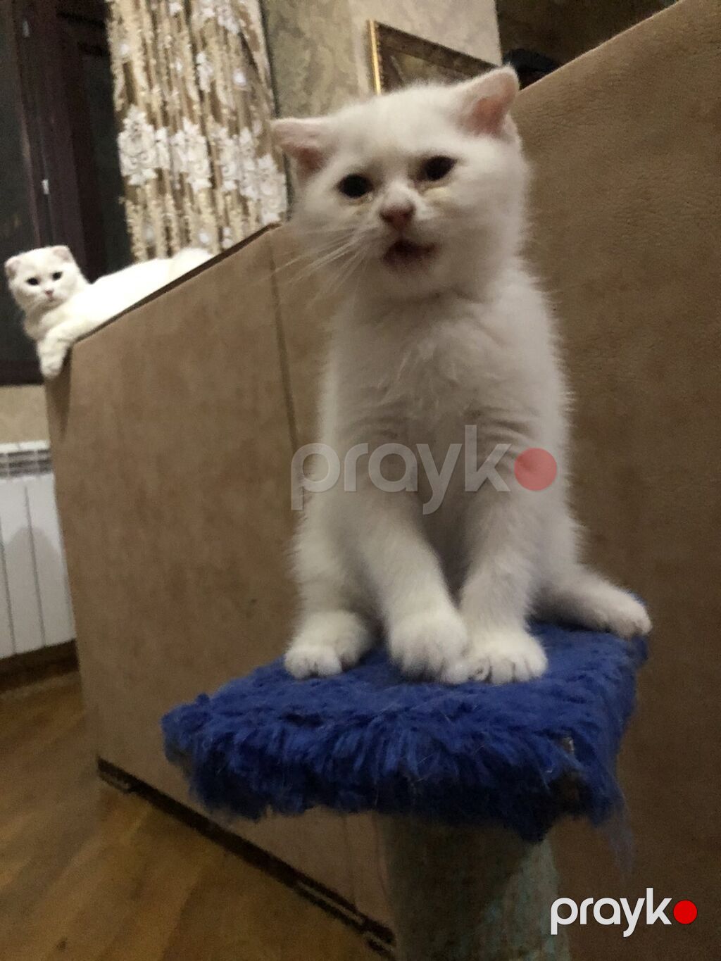 Şotland — Pişiklər, Bakı (9)