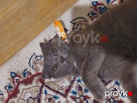 Erkək, Yaxşı əllərə — Gəncə