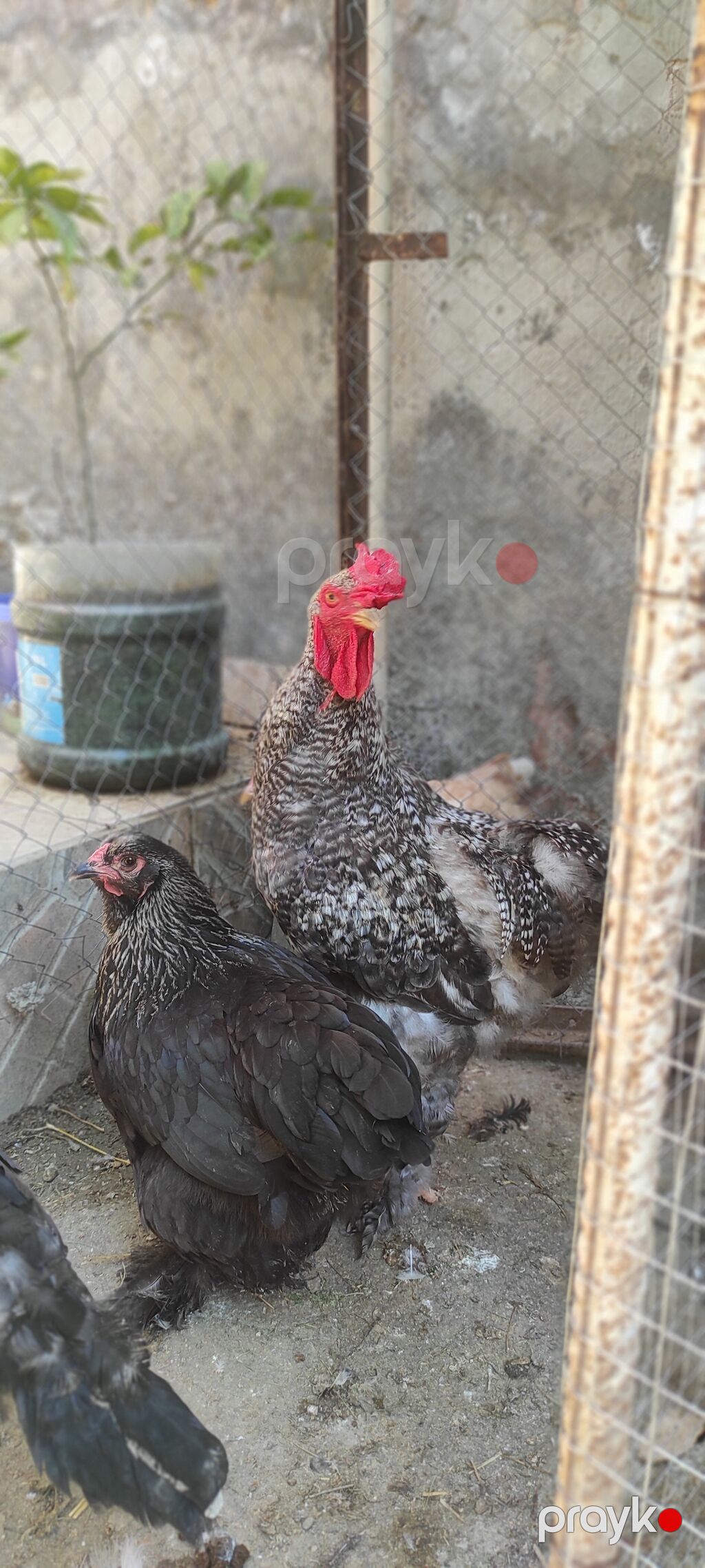 Xoruz həm damazlıq hem kəsimlik cavan 3 kq çəkisi var — Digərləri, Digah (3)