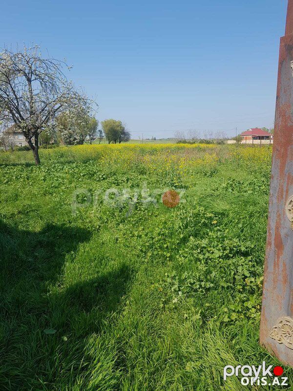 Torpaq Satılır Masallı, Masallı rayonunda dəyərindən ucuz torpaq satılır, 35 sot — Torpaq, Masallı (2)