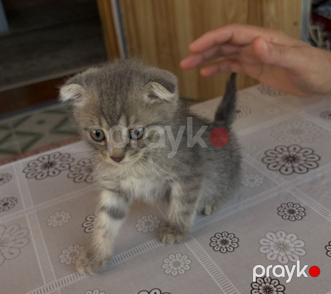 Şotland pişik balaları — Pişiklər, Bakı (6)