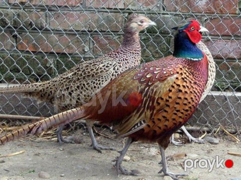 Qırqovul — Bakı