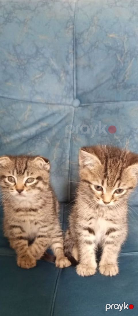 Tabbi — Sumqayıt