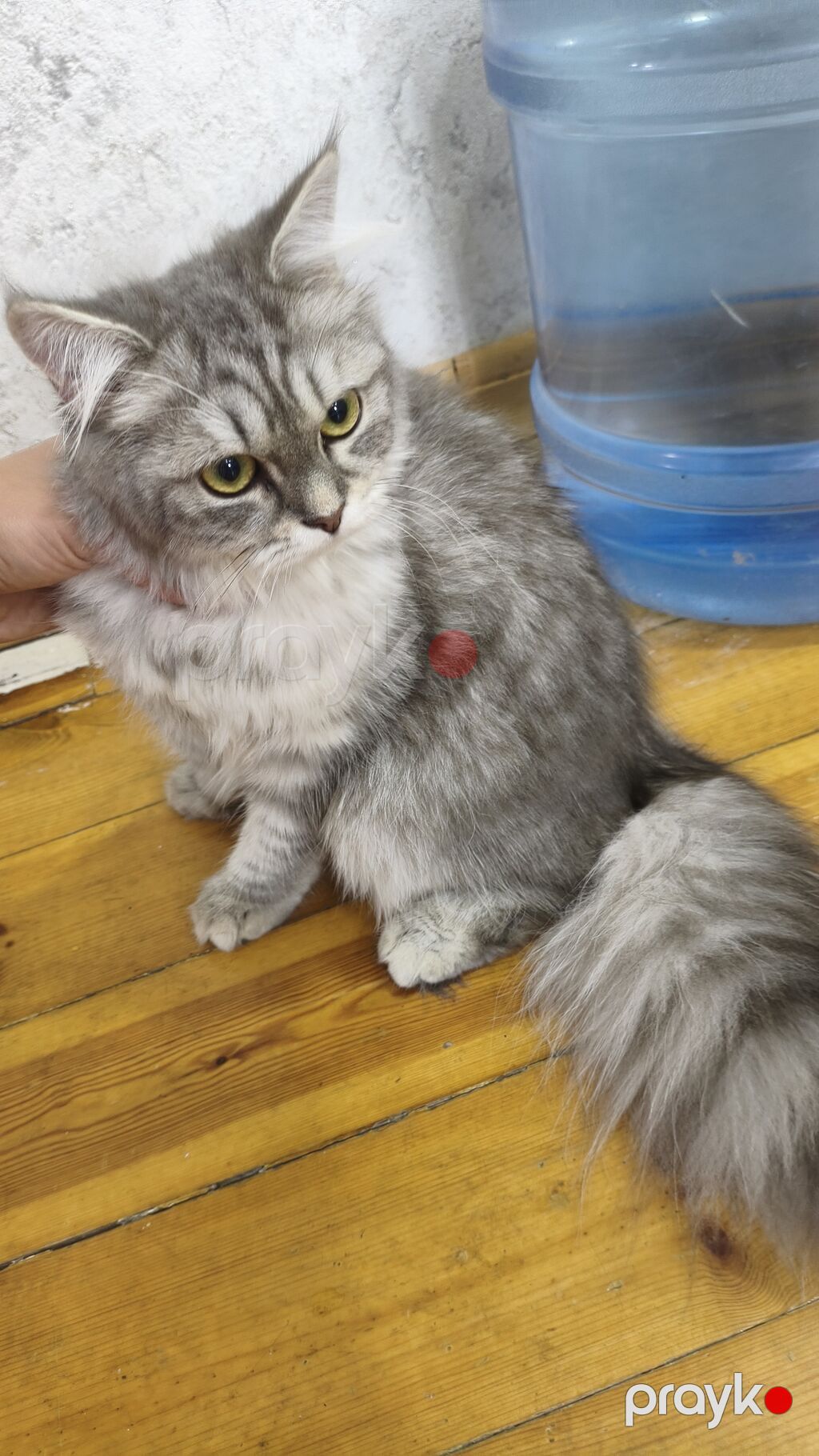 Şinşilla, Dişi, Yaxşı əllərə, Ödənişli çatdırılma — Pişiklər, Xırdalan (2)