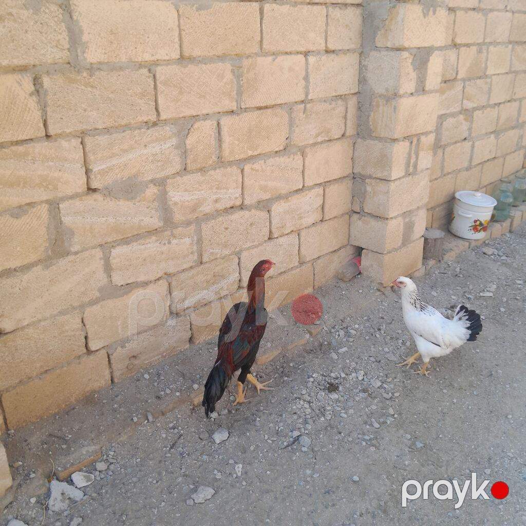 Xoruz, il: <1 — Toyuq və xoruz, Sumqayıt (4)