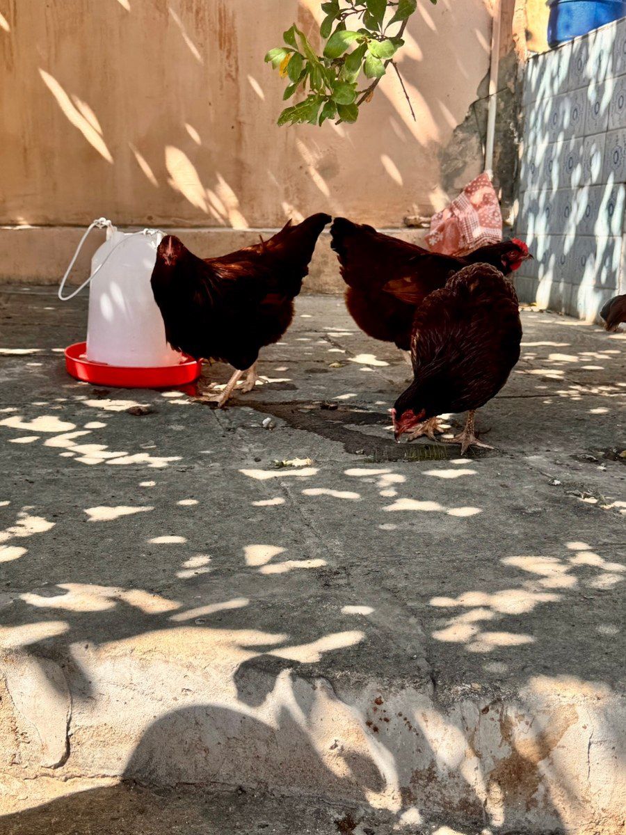 Rhode İsland Red toyuqları — Quşlar, Bakı (5)