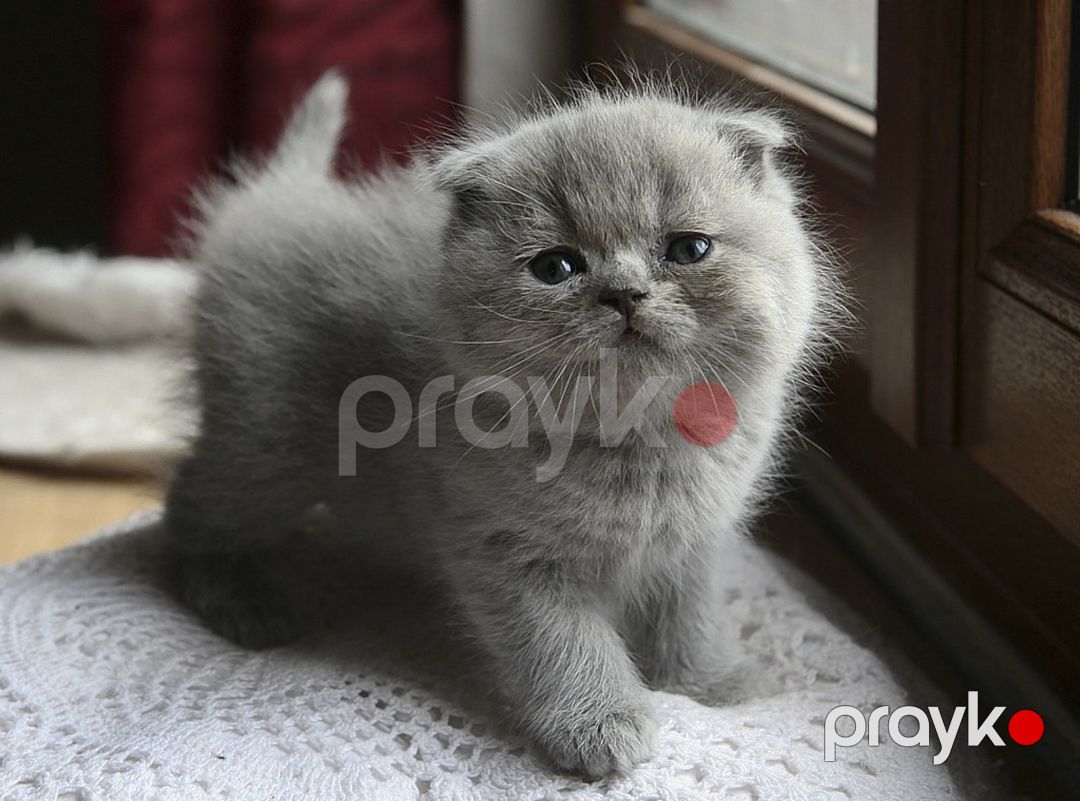 Şotland pişiyi — Pişiklər, Bakı (3)