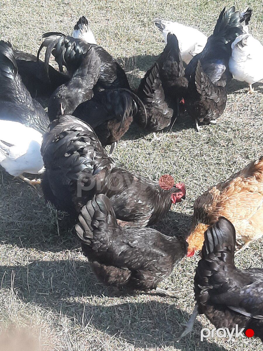 Avstralorp toyuqları — Quşlar, Oğuz (2)