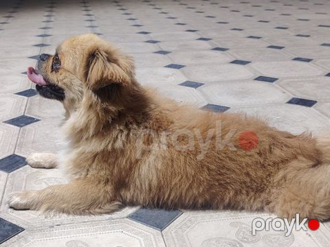 Pekines — Bakı