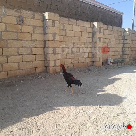 Xoruz, il: <1 — Sumqayıt