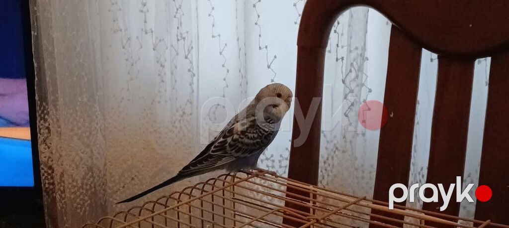 Qara-ağ naxışlı ev göyərçinləri - Növ: dekorativ/oyun göyərçinləri — Göyərçin, Masazır (6)