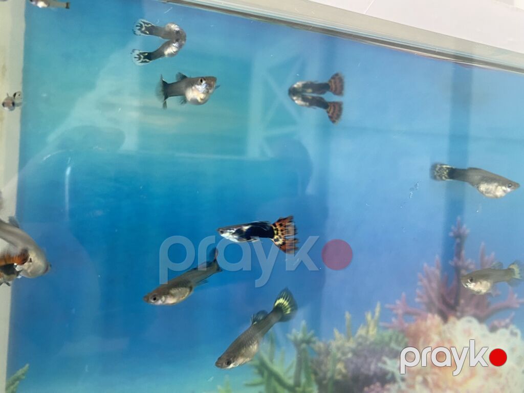Dördbucaq akvarium, Balıqlarla birlikdə, 20 l, Ünvandan götürmə, Ödənişli çatdırılma — Akvariumlar və balıqlar, Digah (4)