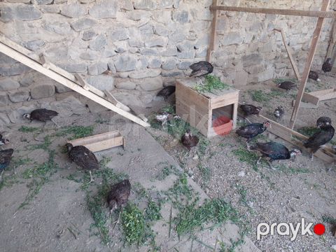 Qırqovullar — Ağdaş