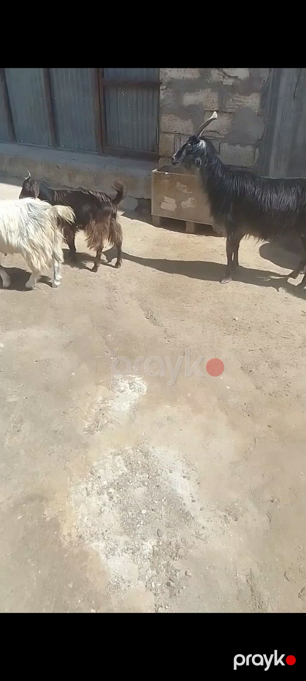 Allahın salamı olsun hər kəsə Qardaşlar damazlıq keçi və çəpışlər — Kənd təsərrüfatı heyvanları, Bakı (6)