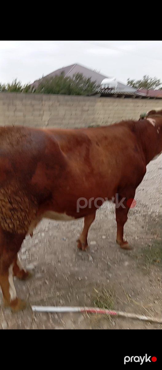 Simmental inək — Kənd təsərrüfatı heyvanları, Xaçmaz (6)