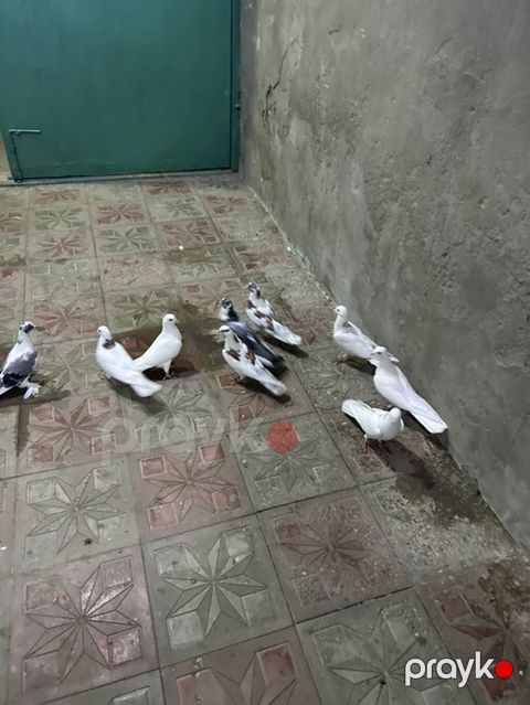 Yay tutulmalaridi — Bakı