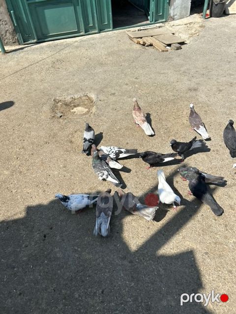 Salam 17 dene quwdu 2 manatdan hamsi saglam quwdardi — Bakı