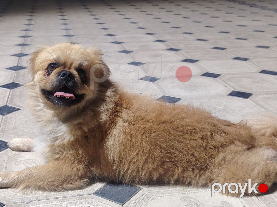 Pekines — Köpəklər, Bakı (2)