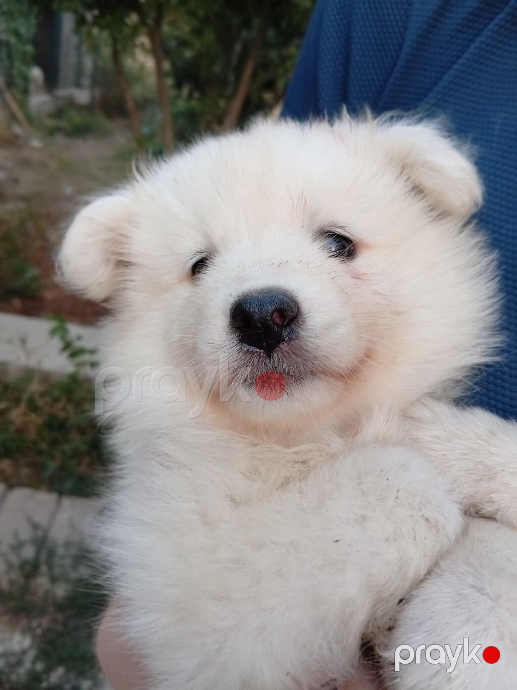 Samoyed, 2 ay, Sənədli — Köpəklər, Bakı (5)