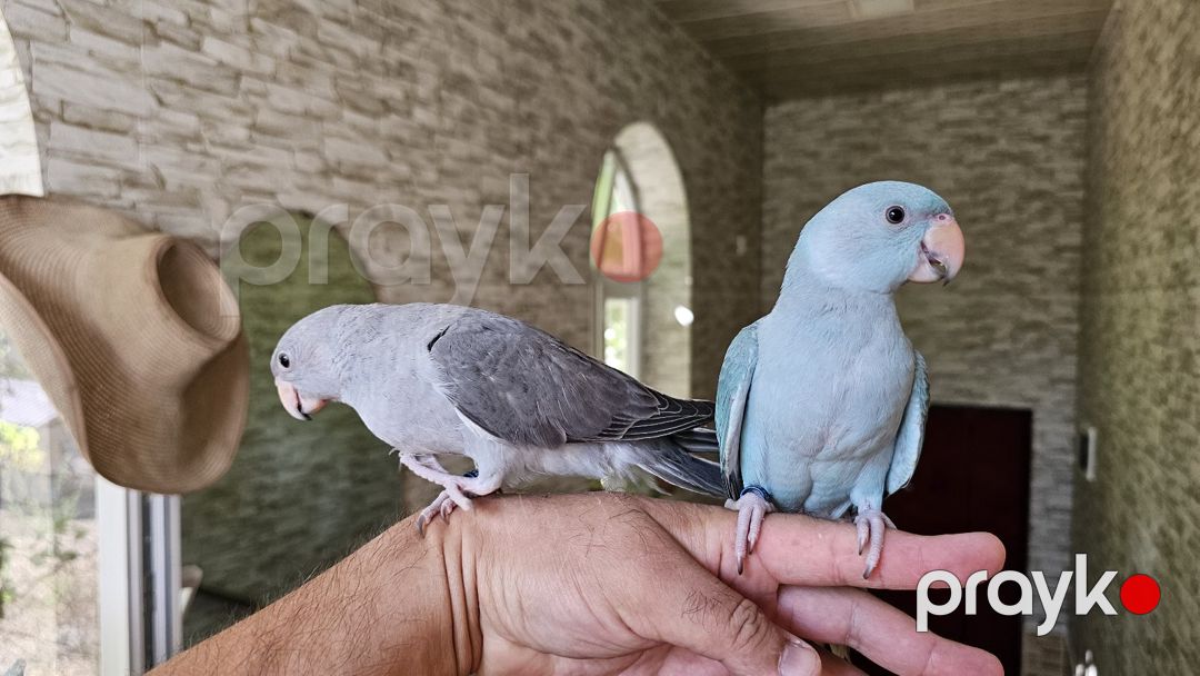 Tutuquşular — Quşlar, Salyan (6)