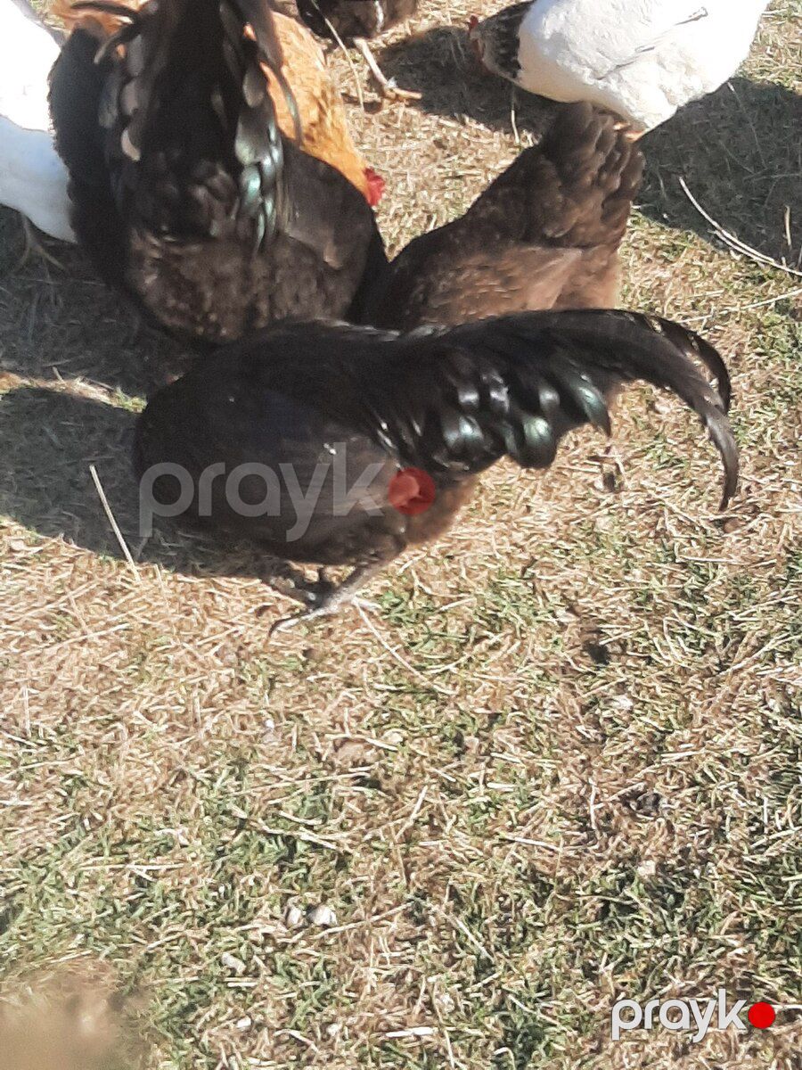 Avstralorp toyuqları — Quşlar, Oğuz (3)
