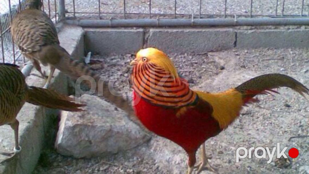 Qırqovullar — Quşlar, Bərdə (6)