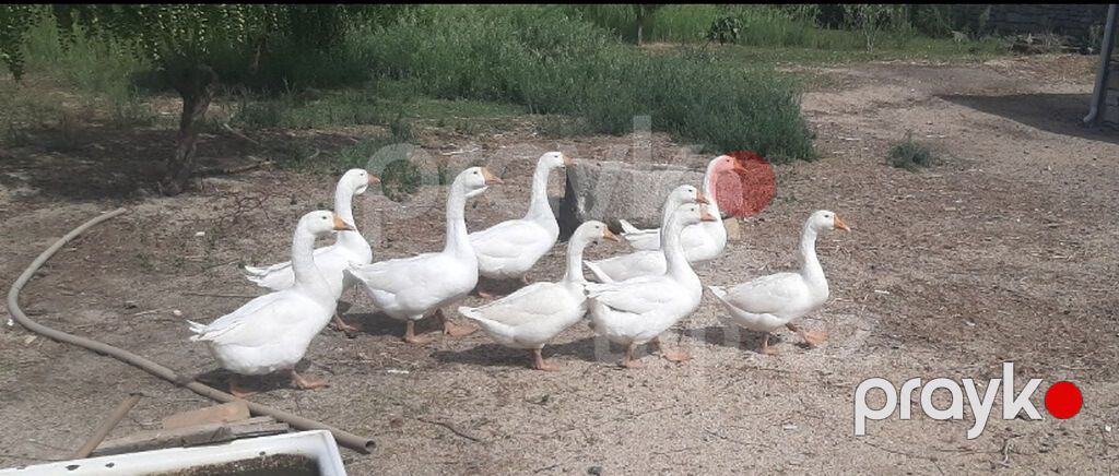 Ordekler satılır hamısı saglamdır cemı 13 eded var kocle baglı satılır — Digər heyvanlar, Bakı (2)