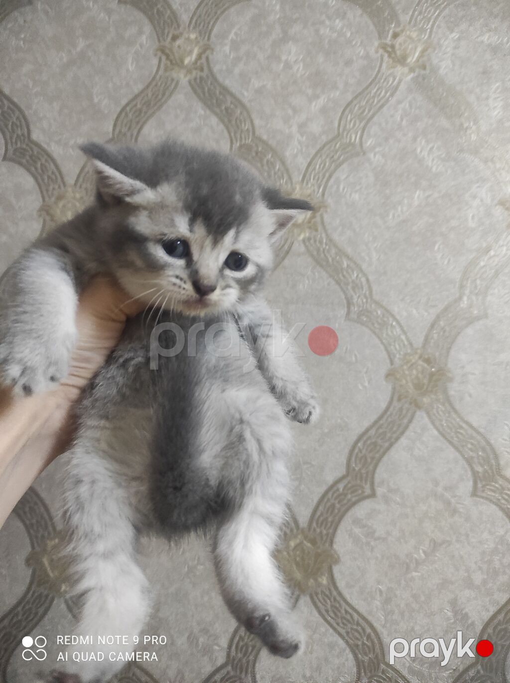 Britan, Ünvandan götürmə, Pulsuz çatdırılma, Ödənişli çatdırılma — Pişiklər, Bakı (9)