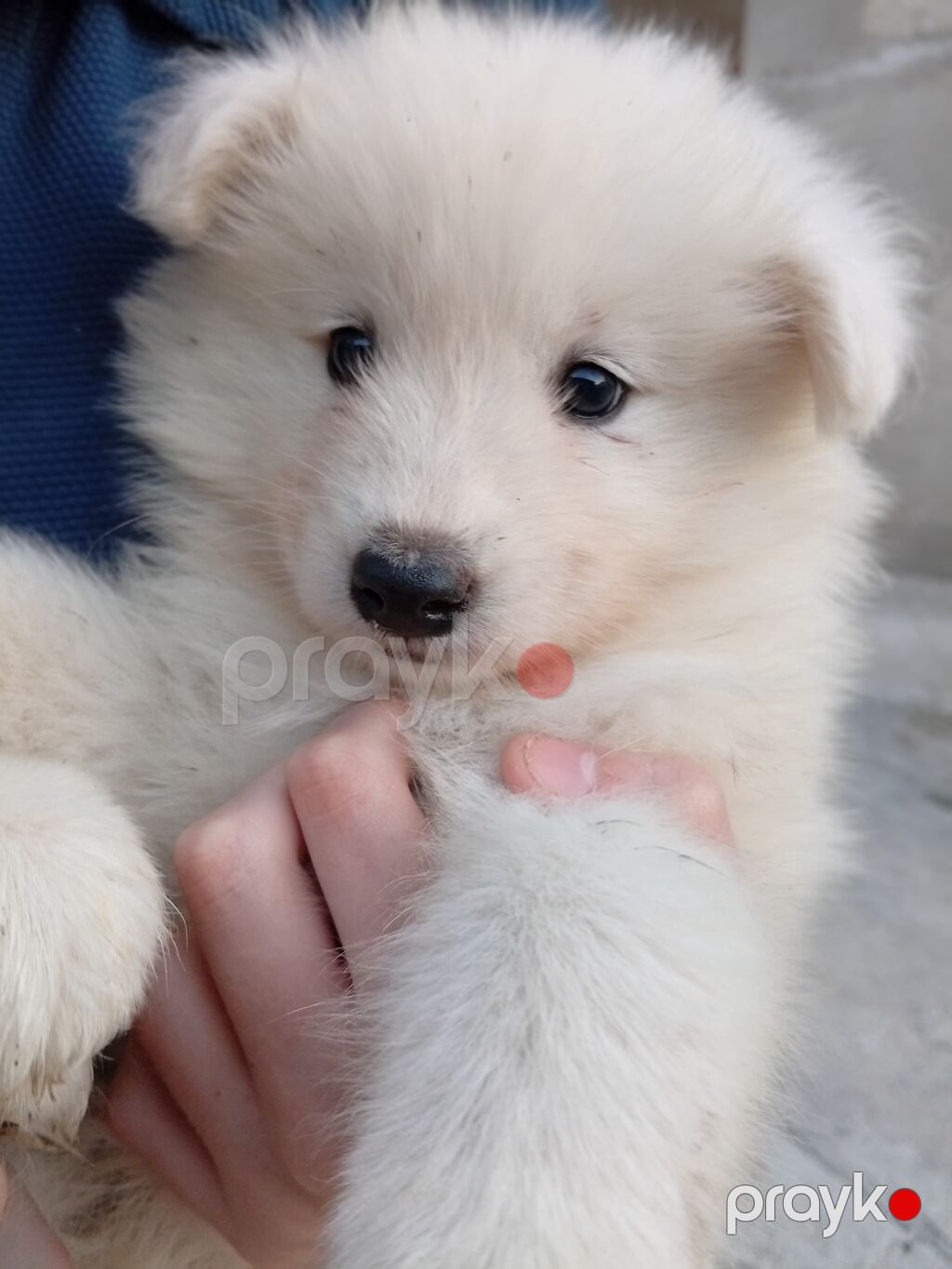 Samoyed, 2 ay, Sənədli — Köpəklər, Bakı (8)