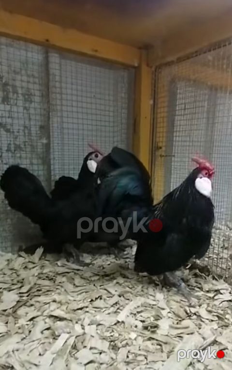 Toyuq, Damazlıq — Bakı