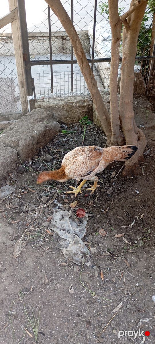 Heyratı fərə — Quşlar, Bakı (4)