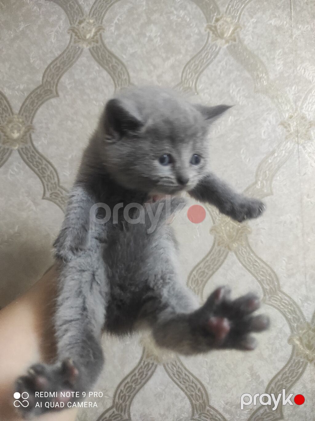 Britan, Ünvandan götürmə, Pulsuz çatdırılma, Ödənişli çatdırılma — Pişiklər, Bakı (5)
